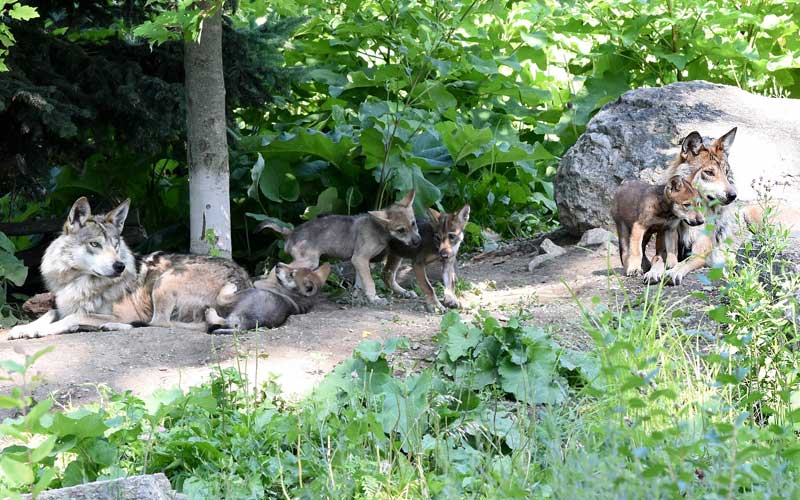 Family of wolves